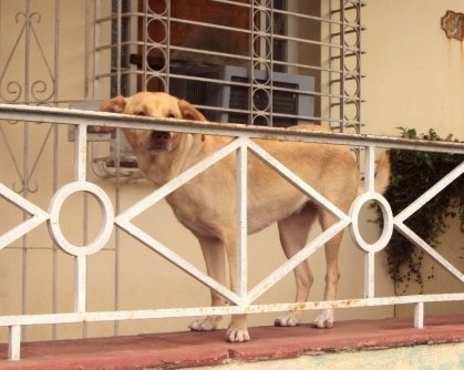 dog havana cuba